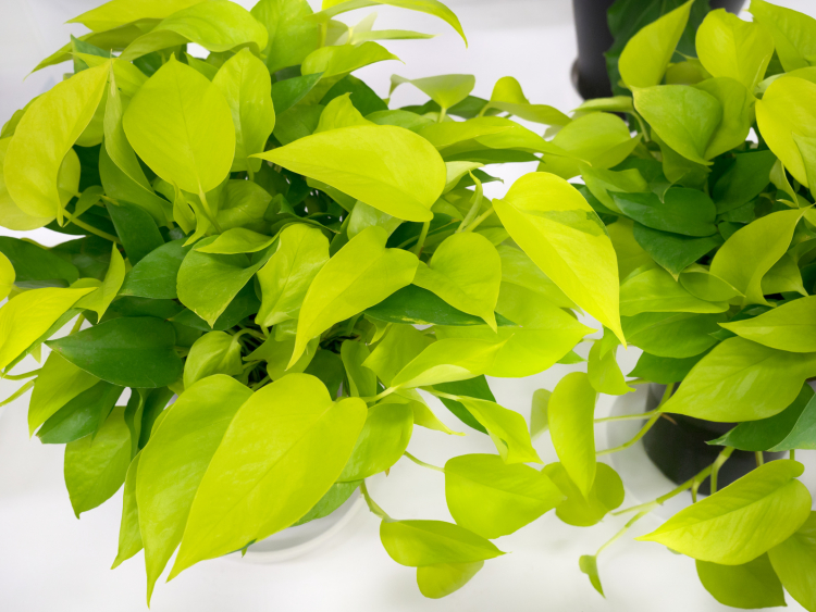 おうちに緑が欲しい 2位はポトス 1位は 人気の 観葉植物 ランキング Kufura クフラ 小学館公式