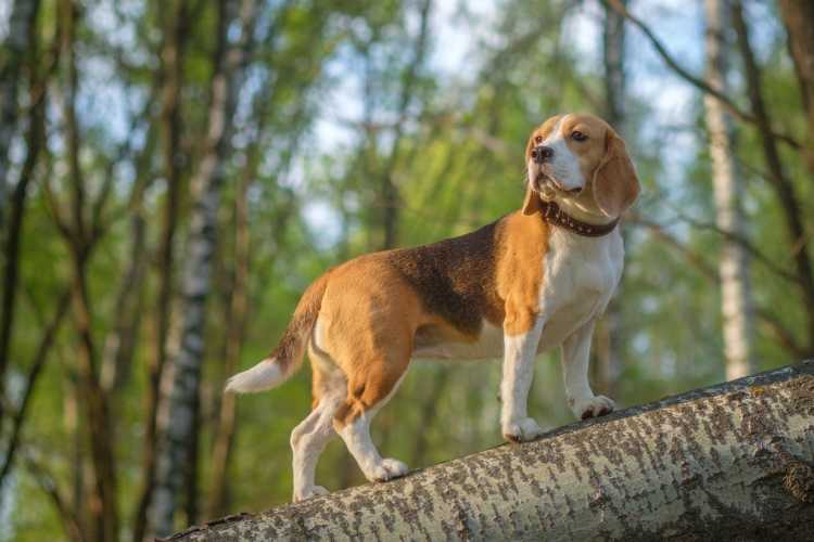 飼うならどんな子 犬の種類と性質 10グループを3タイプに分けて解説 後編 ペット雑学帳 Vol 2 Kufura クフラ 小学館公式