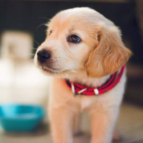 実は犬も肩がこってる⁉︎【イヌなで】マッサージは愛犬がとろける心地よさ！