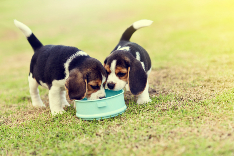 命に関わる食べ物も 大切な 犬の食事 選び方とあげ方 ペット雑学帳 Vol 6 Kufura クフラ 小学館公式