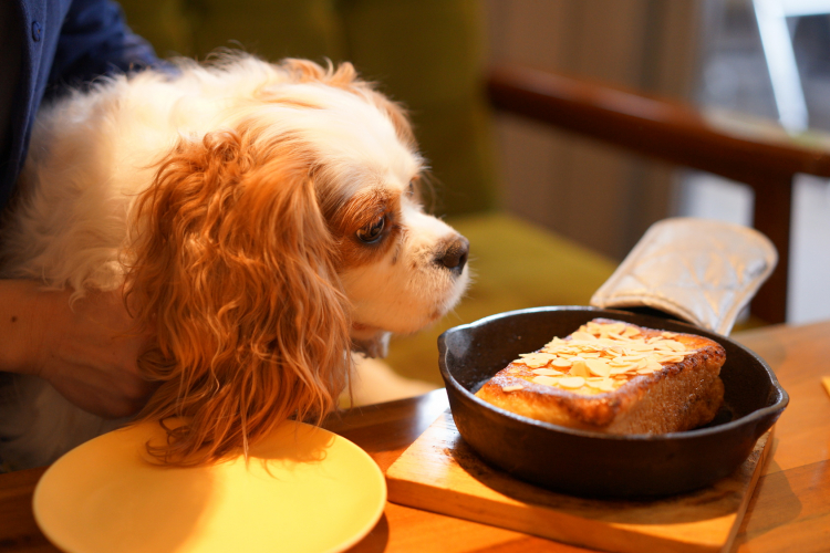 命に関わる食べ物も 大切な 犬の食事 選び方とあげ方 ペット雑学帳 Vol 6 Kufura クフラ 小学館公式