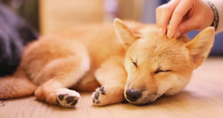 必死で探し回った末にそんな場所にいたとは 犬を飼い始めた頃に起きたカワイイ珍事 Kufura クフラ 小学館公式