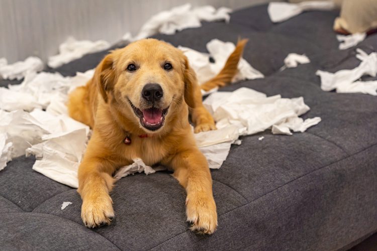 必死で探し回った末にそんな場所にいたとは 犬を飼い始めた頃に起きたカワイイ珍事 Kufura クフラ 小学館公式