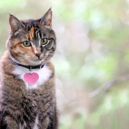 愛猫の名前の由来を教えてもらいました。好きなキャラクターと同じ、第一印象で決定も