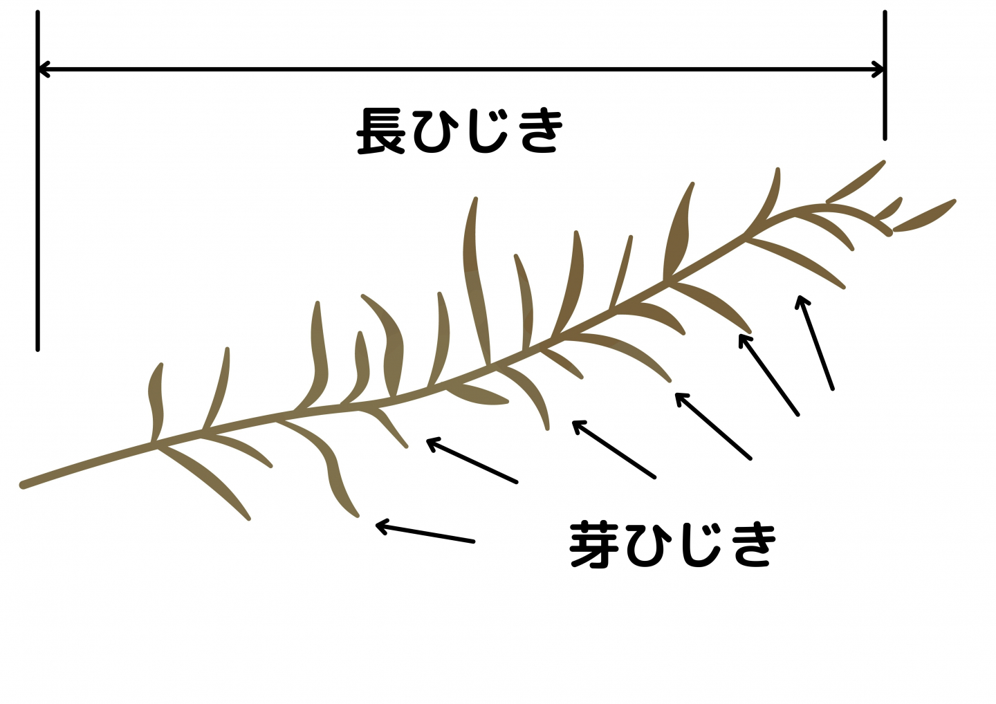 ひじきの戻し方 栄養情報 基本 アレンジの絶品レシピまで 乾物と仲良くなるための基礎知識 Kufura クフラ 小学館公式