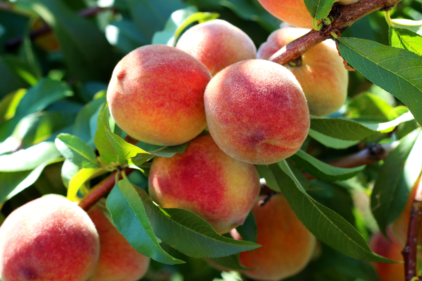 桃・桃缶詰で栄養はどう違う？傷みやすい桃の保存方法や上手な皮むき方法も解説します - kufura