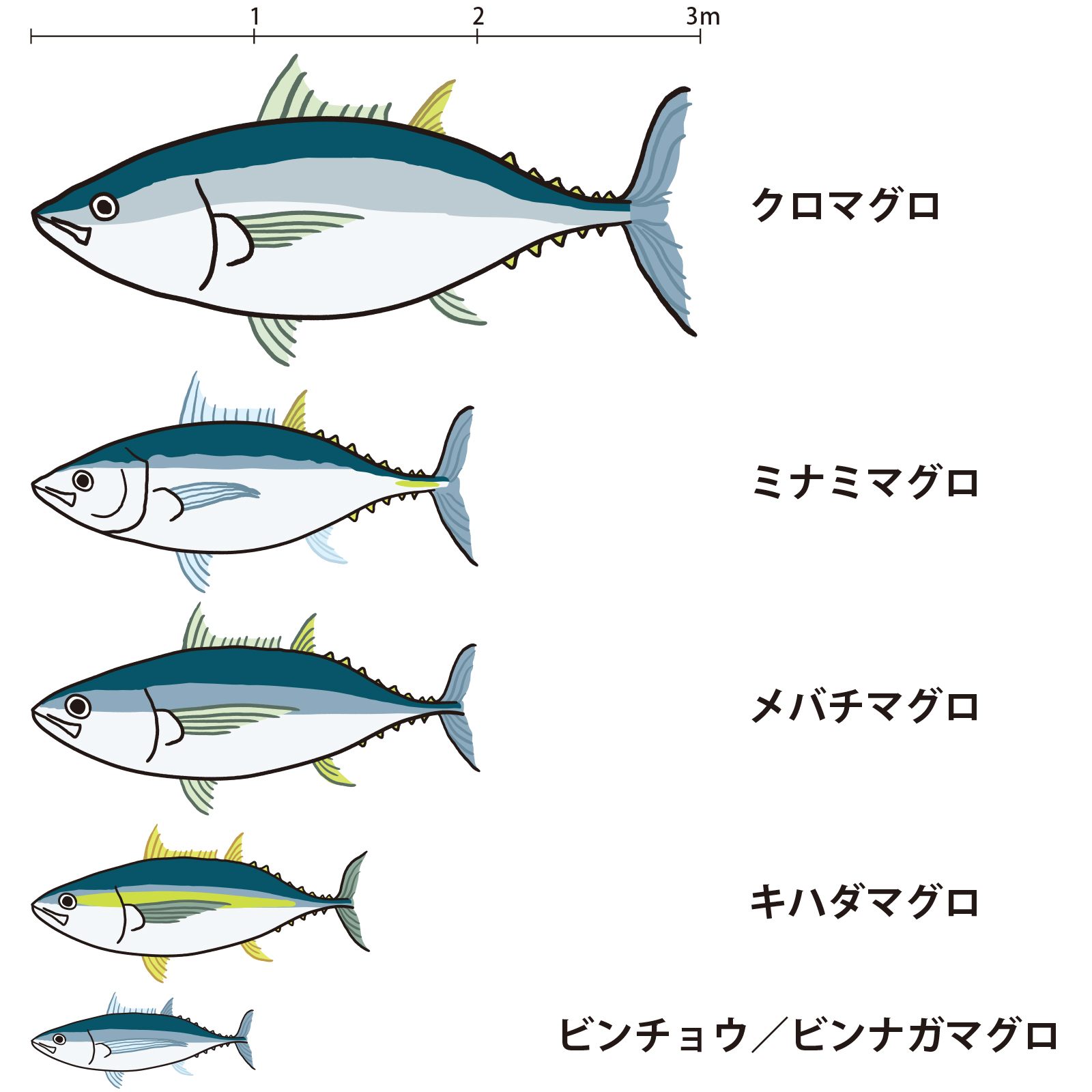 イラスト2枚 大トロはどの まぐろ からもとれるワケじゃない まぐろの種類をイラストで解説 Kufura クフラ 小学館公式