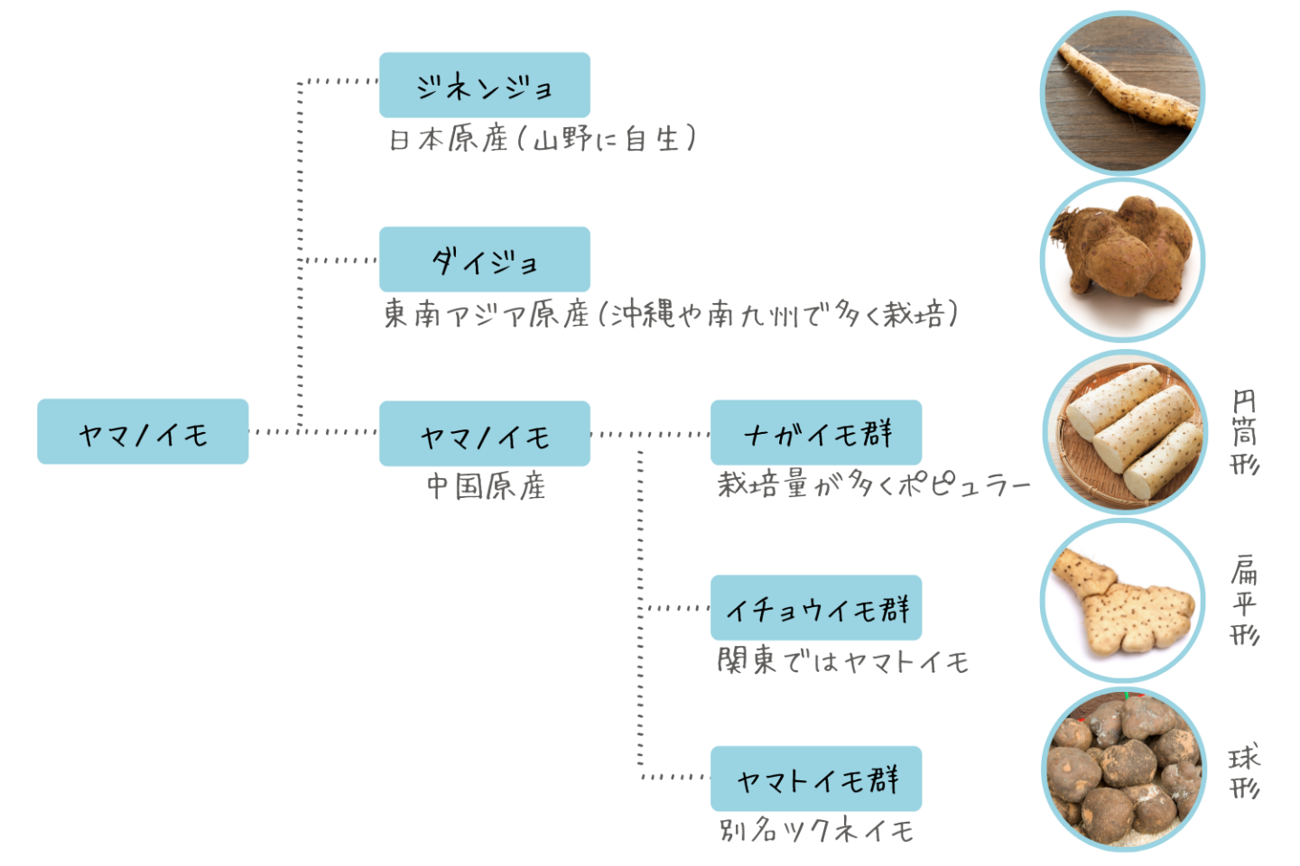 そうだったのか 山芋 と 長芋 の違い 生 で食べて大丈夫な理由も Kufura クフラ 小学館公式