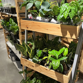 選びがいあります！Standard Productsは観葉植物も大充実【本日のお気に入り】