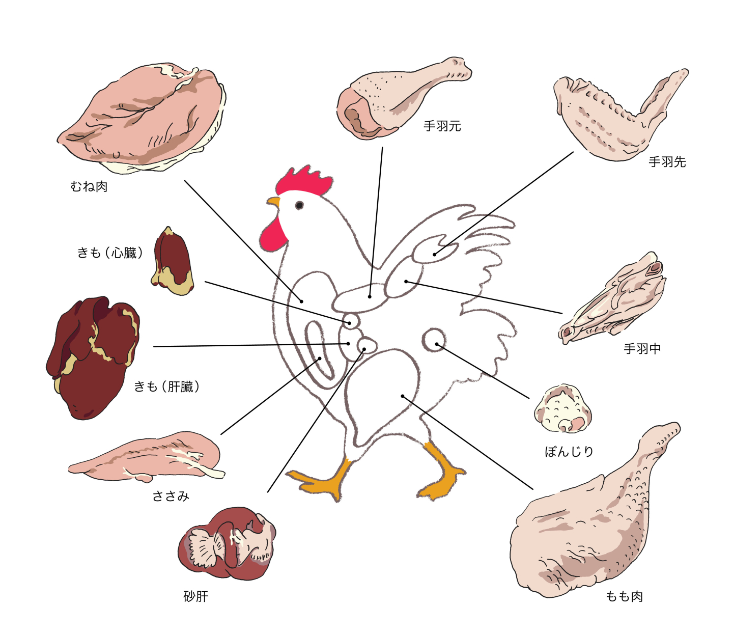 「鶏肉」部位別の栄養を比較！むね、もも、手羽先…それぞれカロリー・たんぱく質・脂質の量はどう違う？【管理栄養士監修】 | kufura（クフラ ...