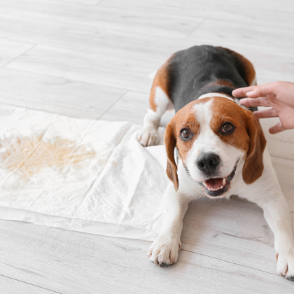 【ポチパパ流】「犬のトイレのお悩み解決」教えたのに失敗する、ちょっとはみ出す…