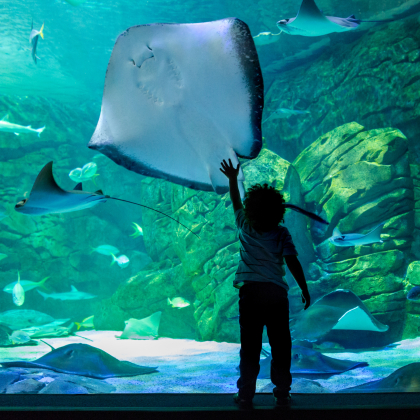 水族館を120％楽しむには？「魚にも右利き・左利きがある」…知れば知るほど面白いんです！